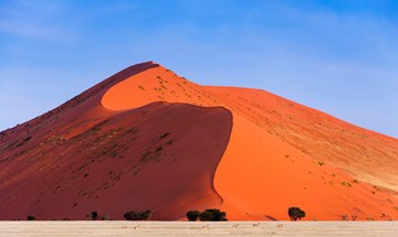 Namibia Springbok Passing In Front Of A Red Dune In Sossusvlei