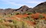 Tok Tokkie Trails Sossusvlei Namibia8