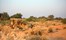Sujan The Serai, Jaisalmer, North India (12).jpg