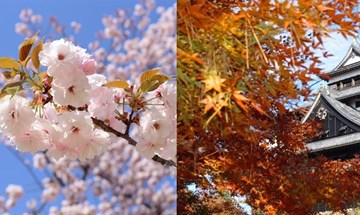 Cherry-Blossom-Shinjuku-Gyoen_600x400.jpg