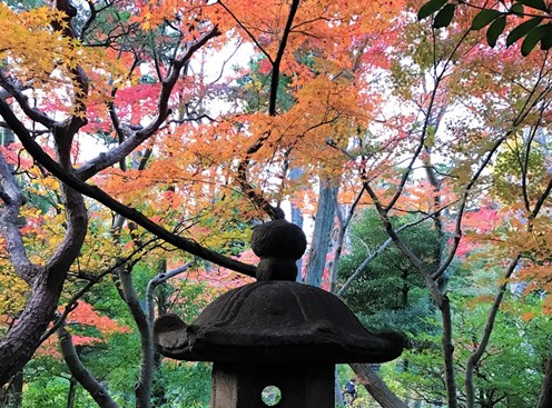 Autumn Leaves in Japan – The Underrated Season that Rivals Cherry Blossom