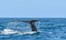 Weligama whales-sri-lanka.jpg