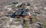 Etosha Mountain Lodges, Namibia (3).jpg (1)