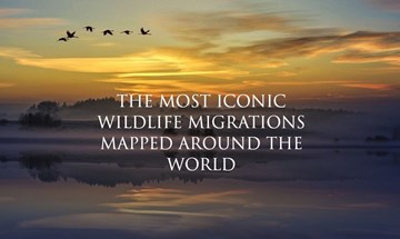 Wildlife Migrations - header image - Copy1.jpg