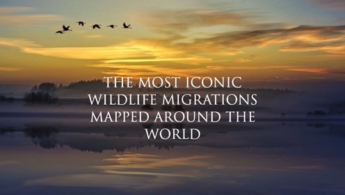 The most iconic Wildlife Migrations mapped around the World