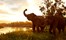 Anantara Goldren Triangle Elephant Camp & Resort, Chiang Rai, Thailand (5).jpg