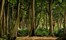 10aa. Tilar Siro, Andamans-Landscape.jpeg