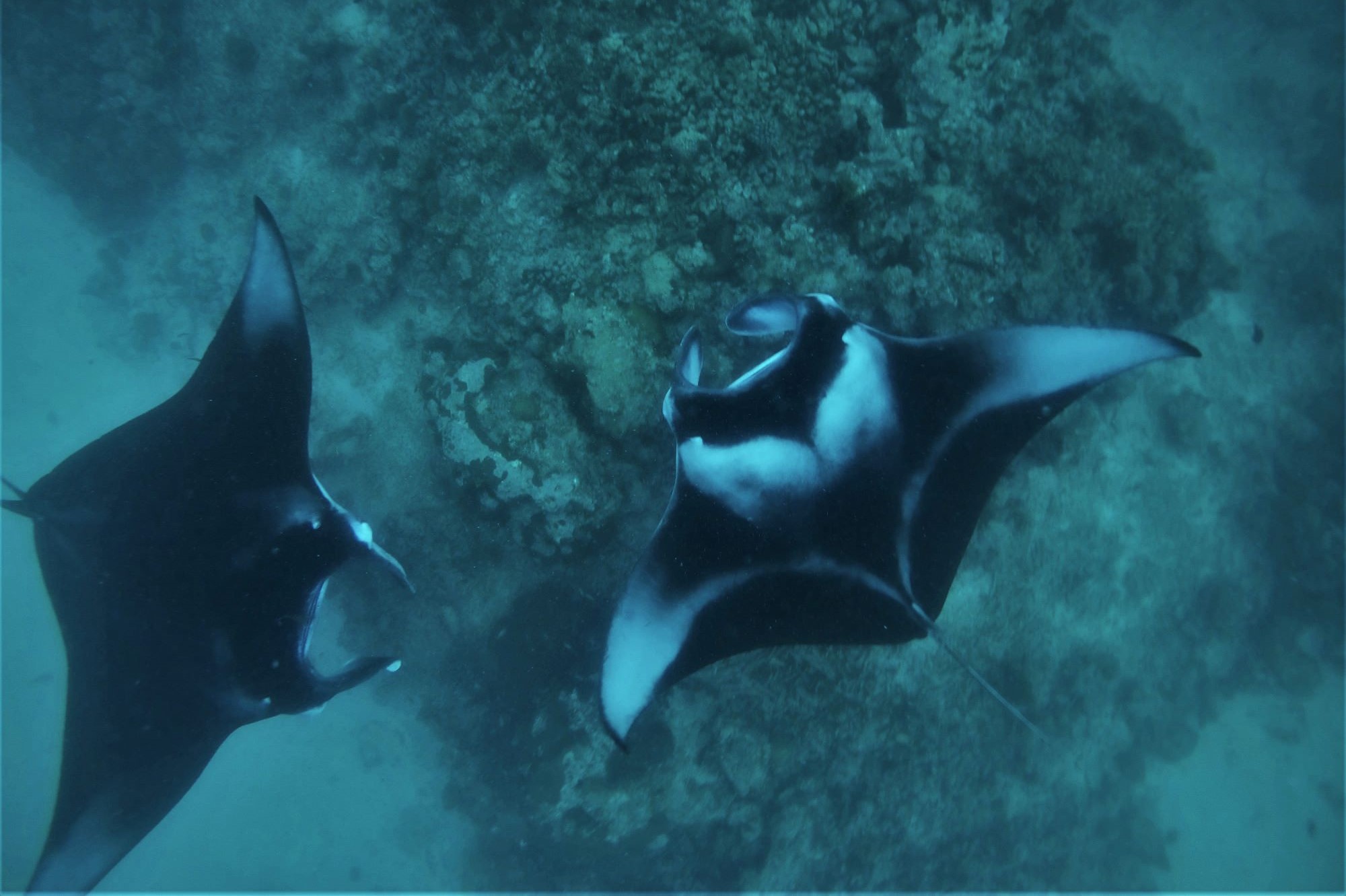 Milaidhoo Maldives Diving.JPG
