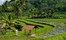 Amanjiwo, Indonesia - Picnic in the Rice Fields.jpg