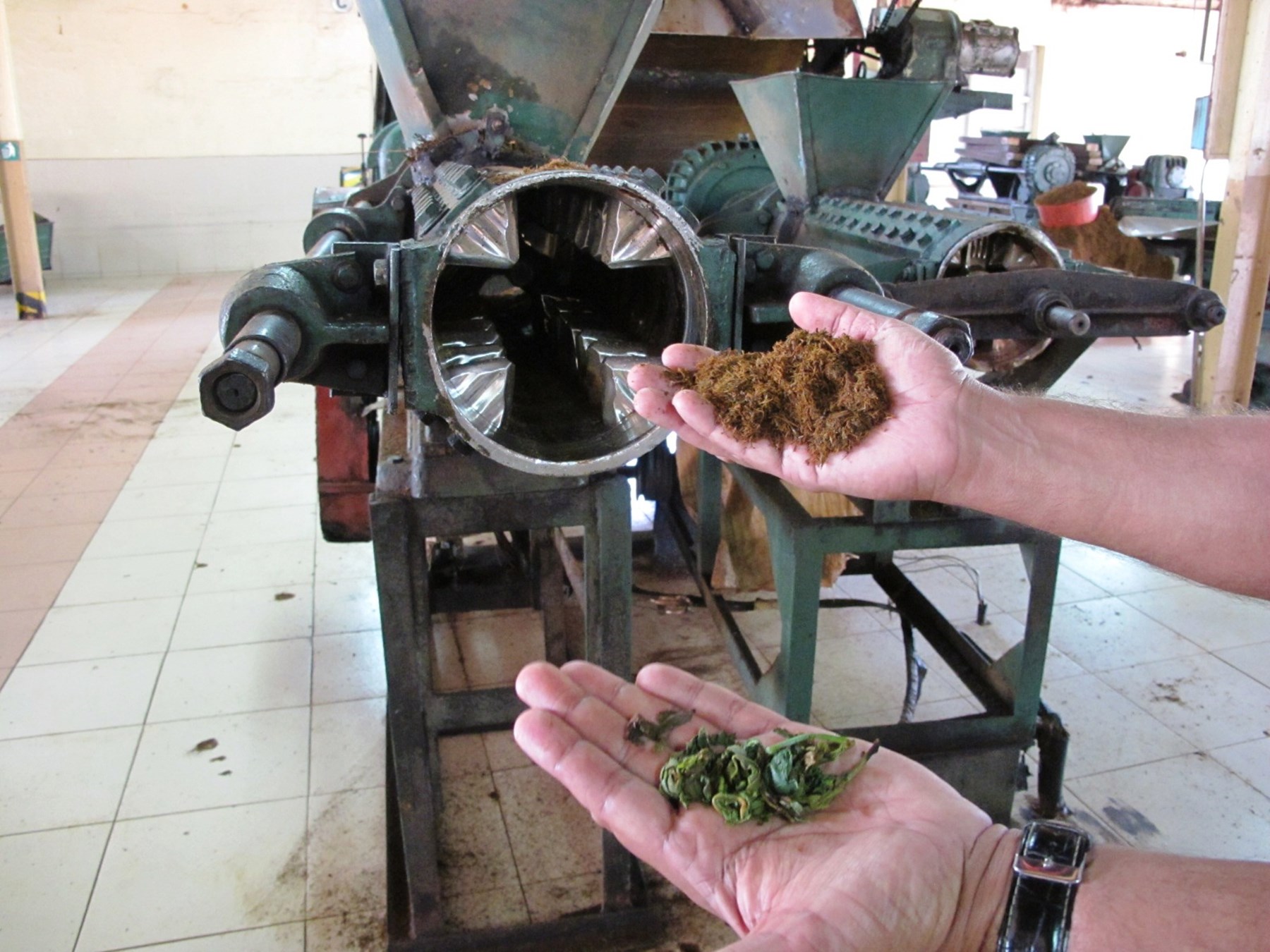 SRI LANKA - tea factory guided tour