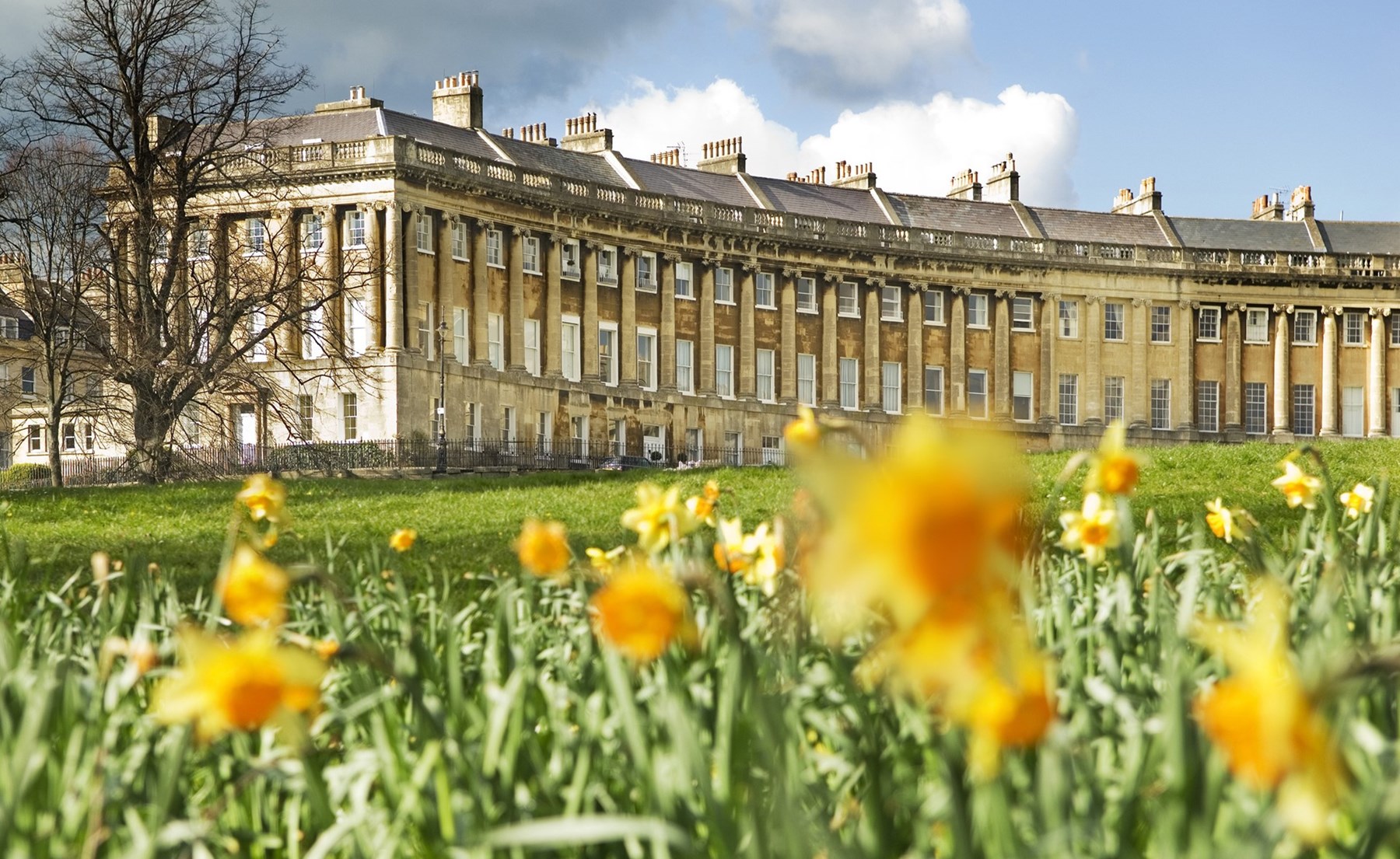 UK - Royal Crescent  Daffodills