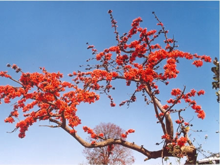 Gangtok North India 2 