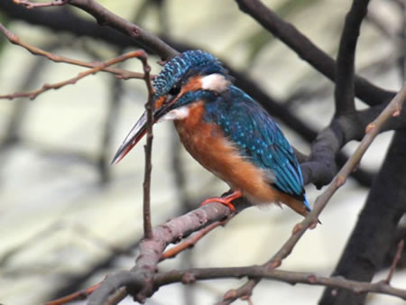 Gir National Park North India 1 