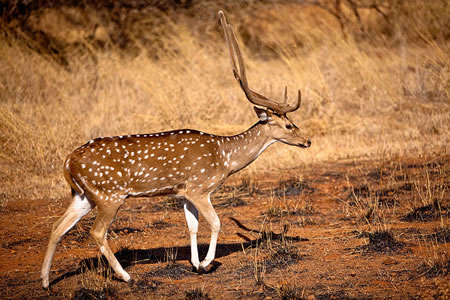 Gir National Park North India 2 