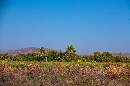 Gir National Park North India 3 