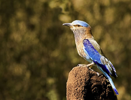 Kanha National Park North India 1 