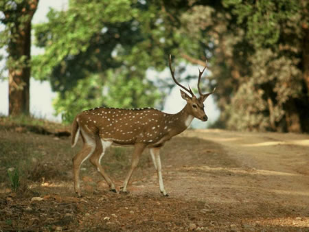 Kanha National Park North India 2 