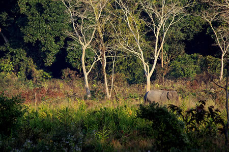 Nameri National Park North India 2 