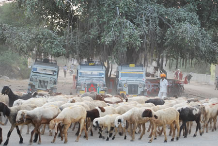 Narlai North India 1 