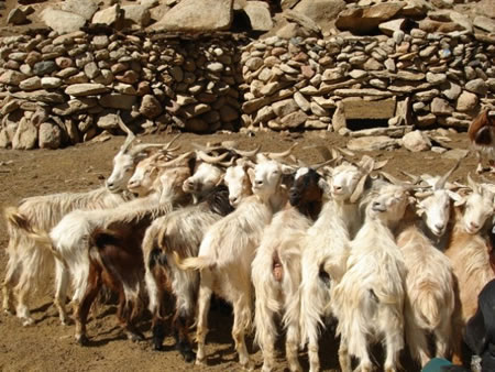 Pelling North India 3 