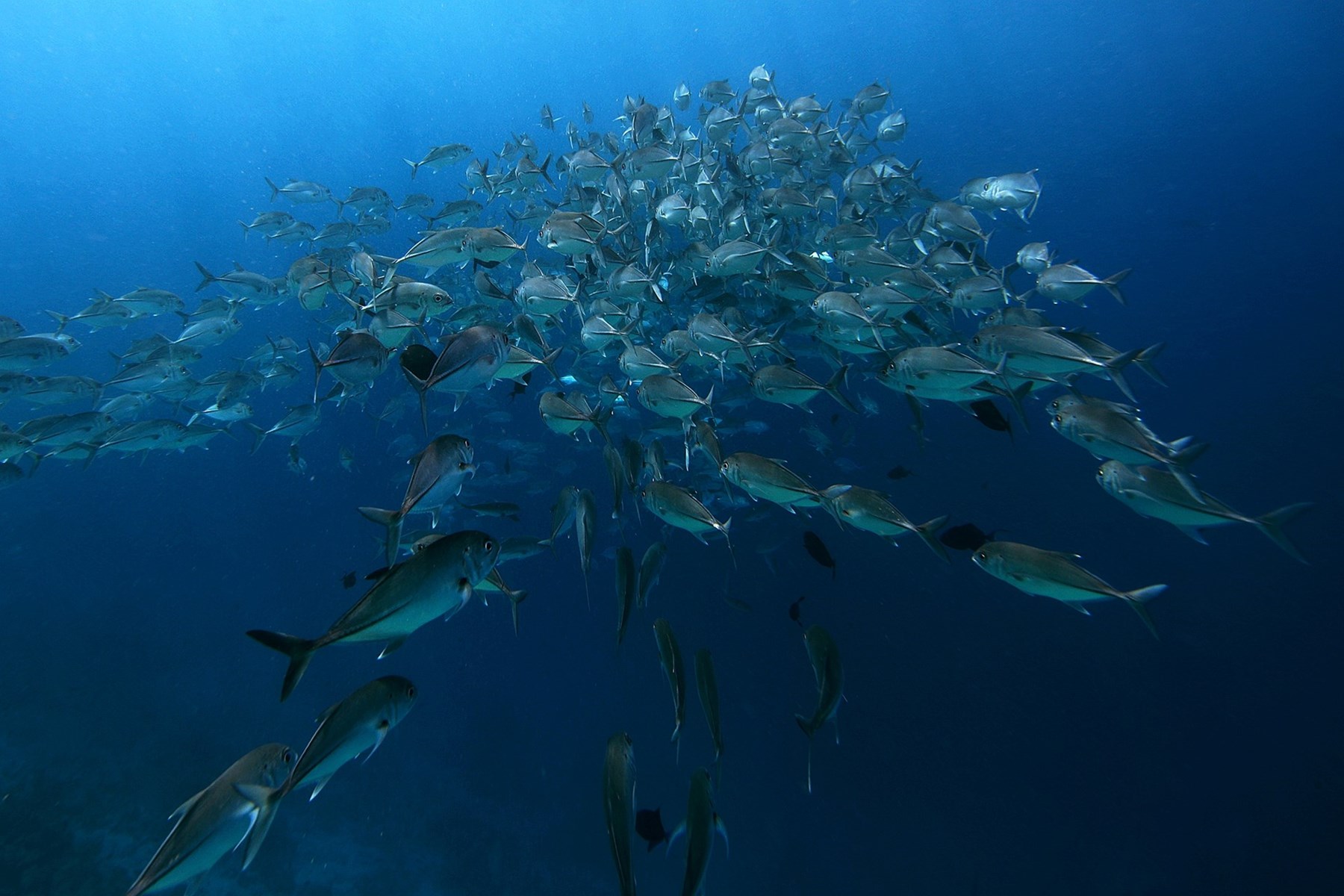 MALDIVES Soneva Fushi School Of Fish