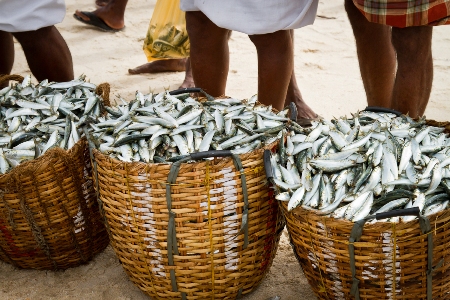 Luxury South India Marari Beach Resort Mararikulam Kerala South India 1