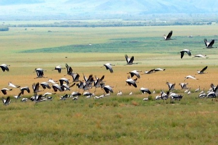 Witness the Black Necked Crane Bhutan itinerary