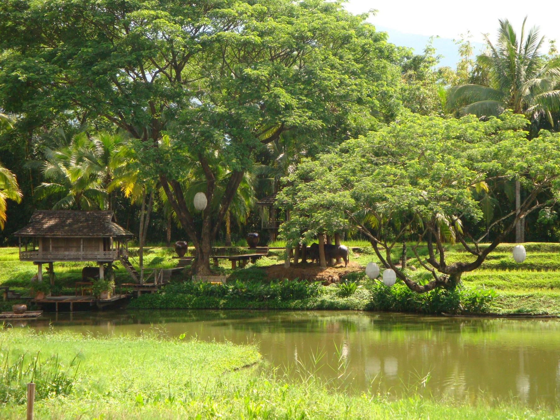 THAILAND - Four Seasons - Chang Mai & Rai