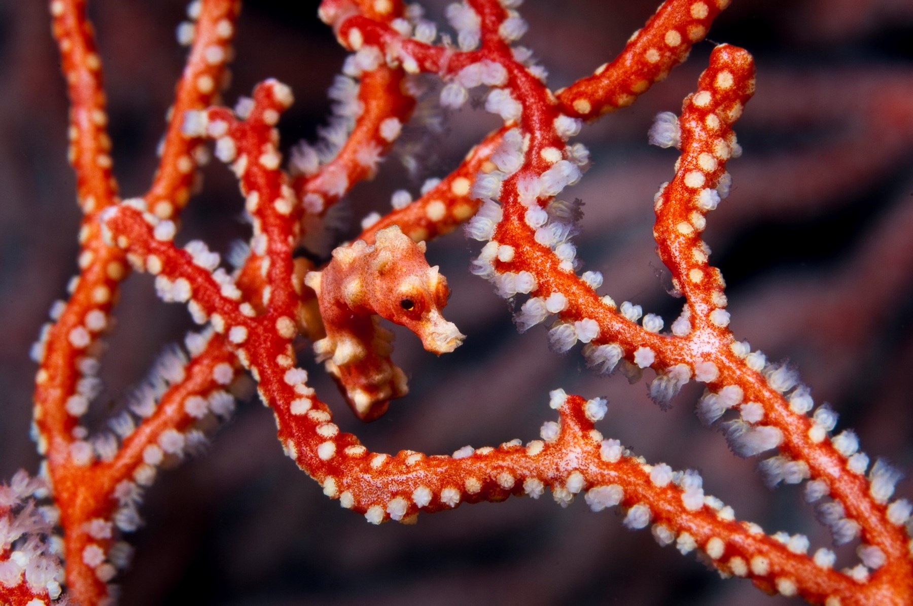 INDONESIA Seahorse Misool