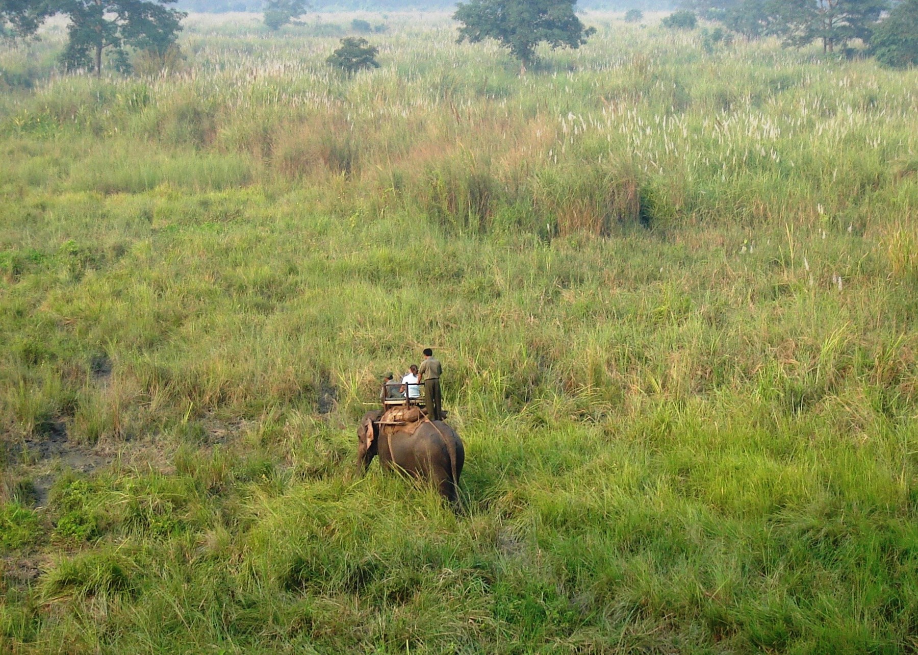 NEPAL Chitwan National Park Elephant Safari