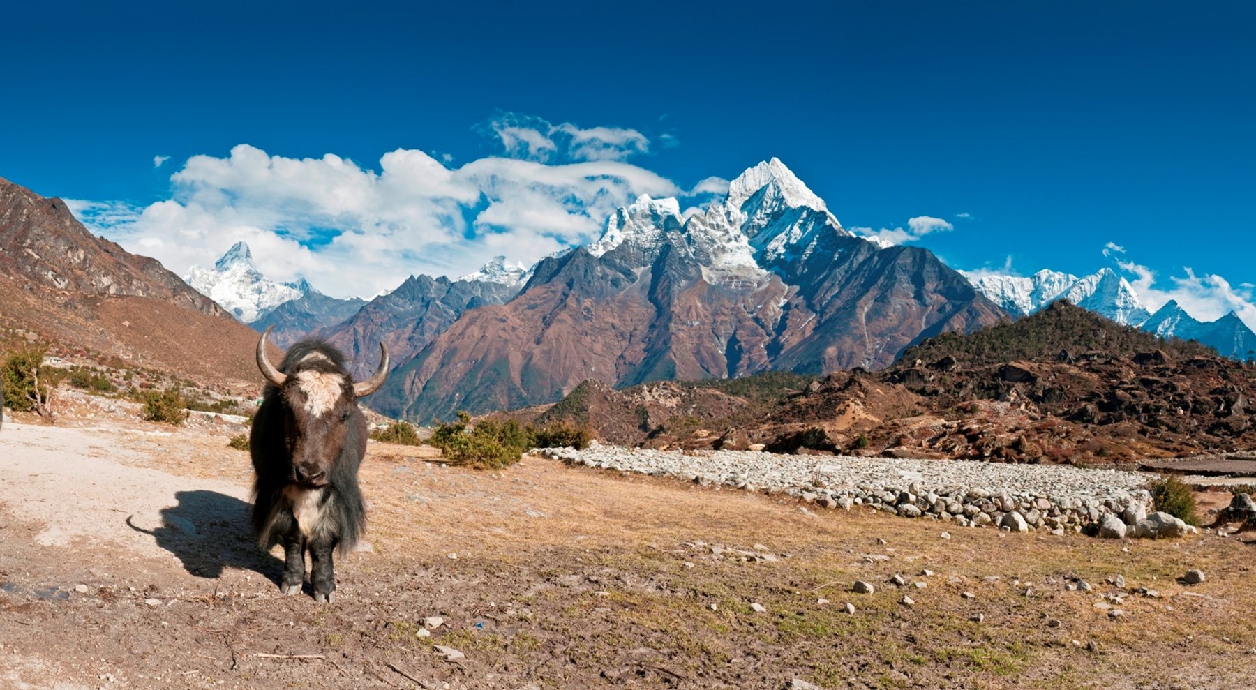 NEPAL Yak
