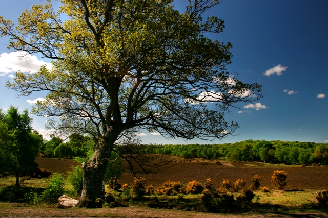 The New Forest 1 