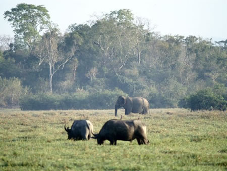 Xe Pian National Park, Laos 2