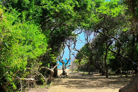 Jungle Beach Kuchaveli Sri Lanka 1 