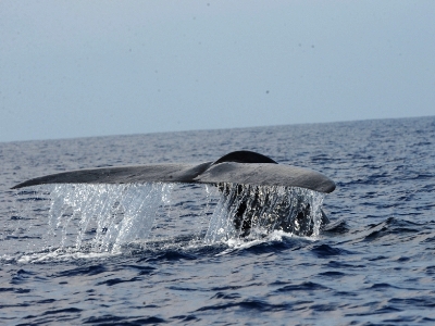 Trincomalee Sri Lanka 3