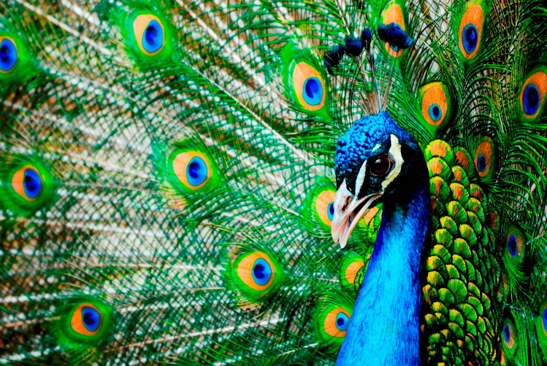 SRI LANKA Beautiful Male Indian Peacock Showing Its Feathers