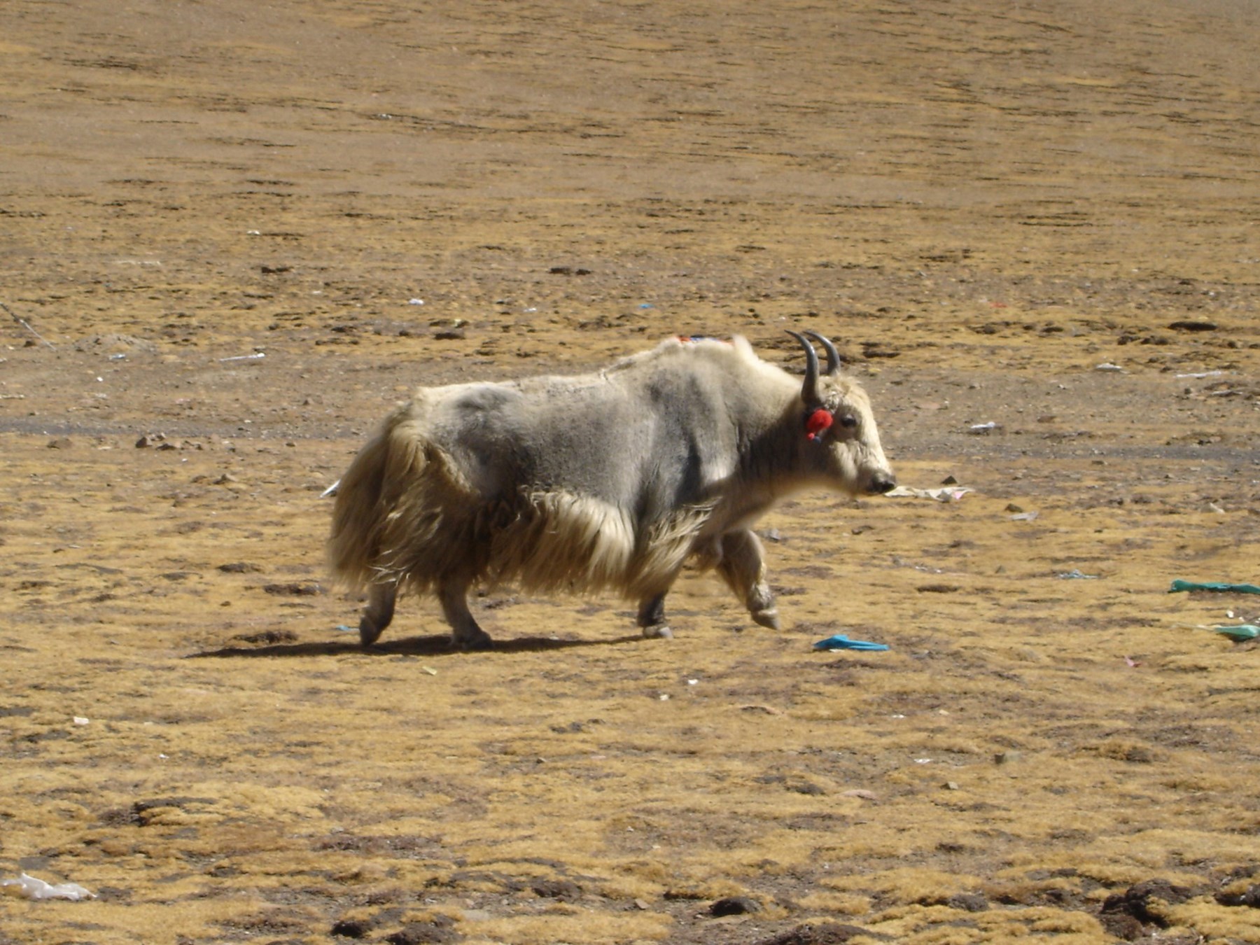 TIBET Inspiration Gallery 34