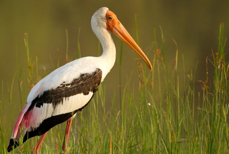 Leopard Trails Yala National Park Sri Lanka 5 