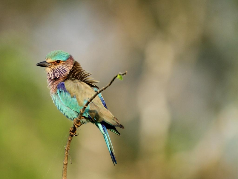 Leopard Trails Yala National Park Sri Lanka 6 