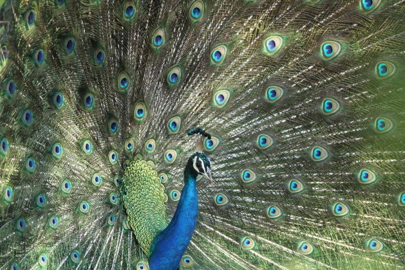 Leopard Trails Yala National Park Sri Lanka 7 