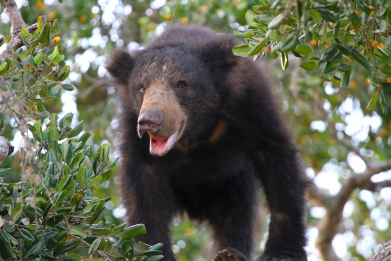 Leopard Trails Yala National Park Sri Lanka 9 