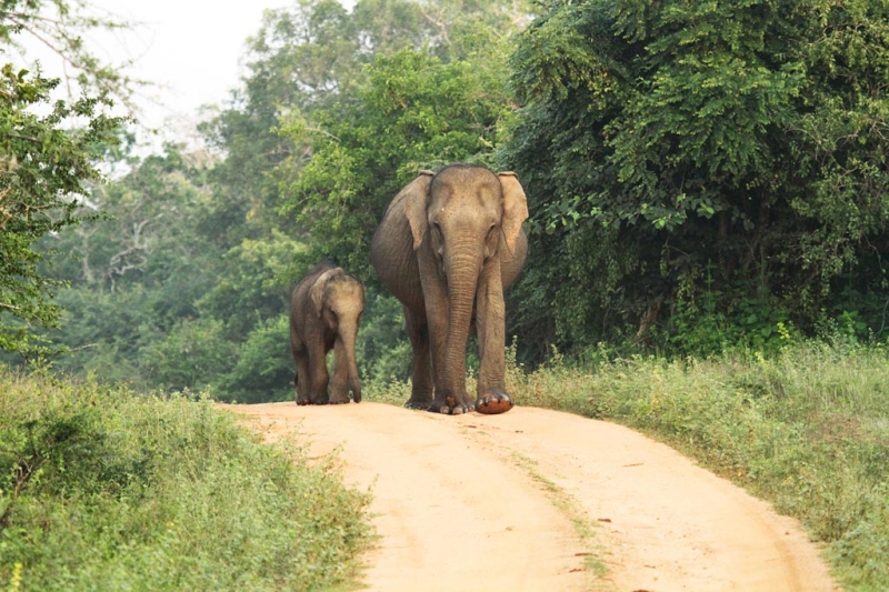 Leopard Trails Yala National Park Sri Lanka 11 