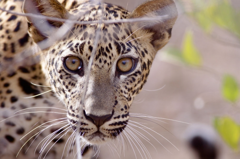 Leopard Trails Yala National Park Sri Lanka 1 