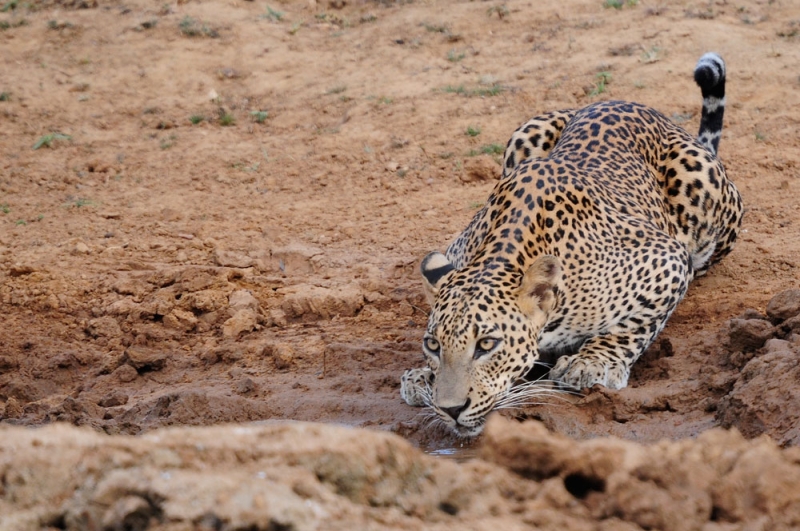 Leopard Trails Yala National Park Sri Lanka 2 