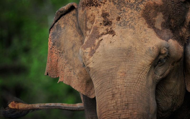 Leopard Trails Yala National Park Sri Lanka 3 
