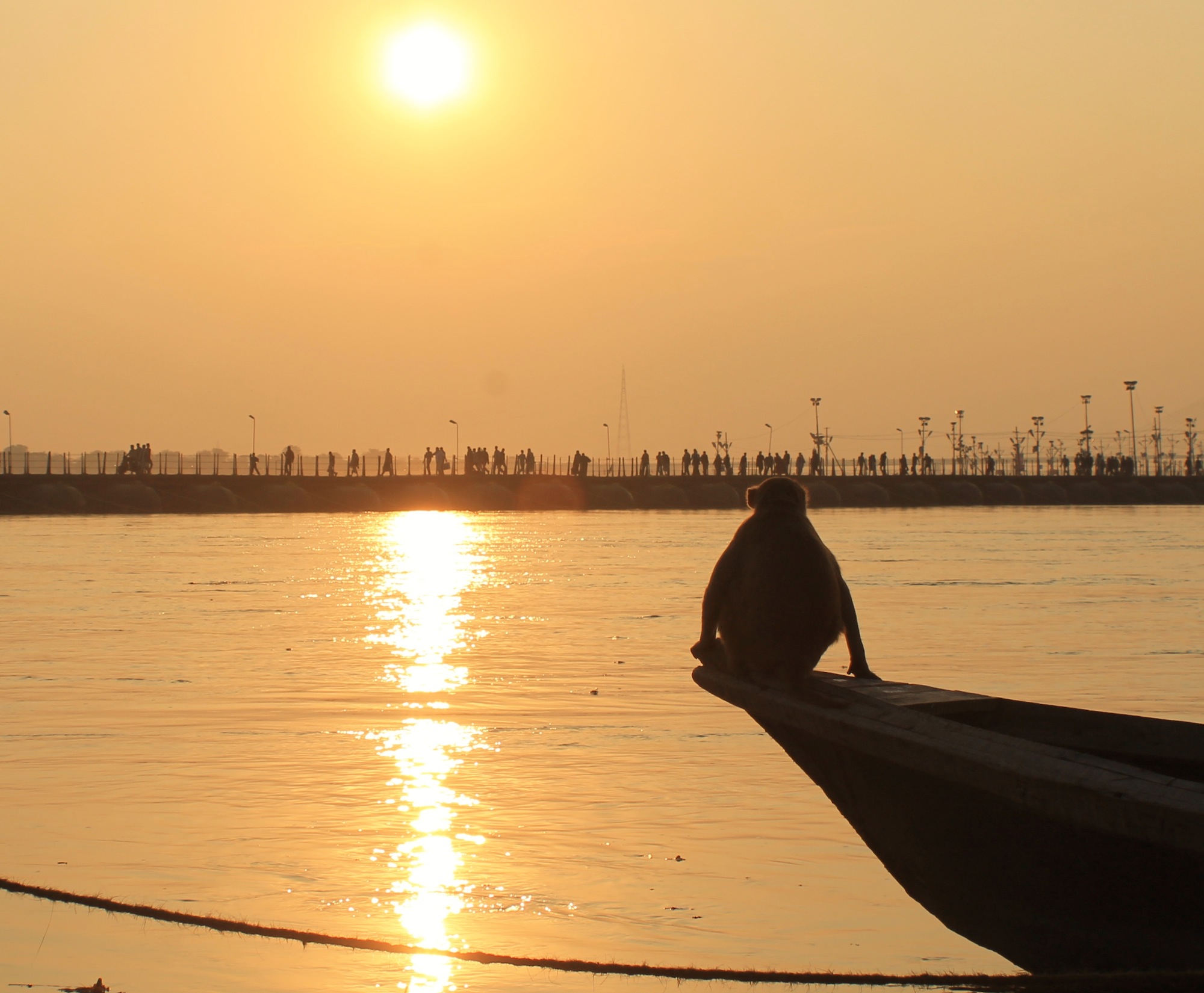 Allahabad North India Kumbh Mela India Pensive Monkey