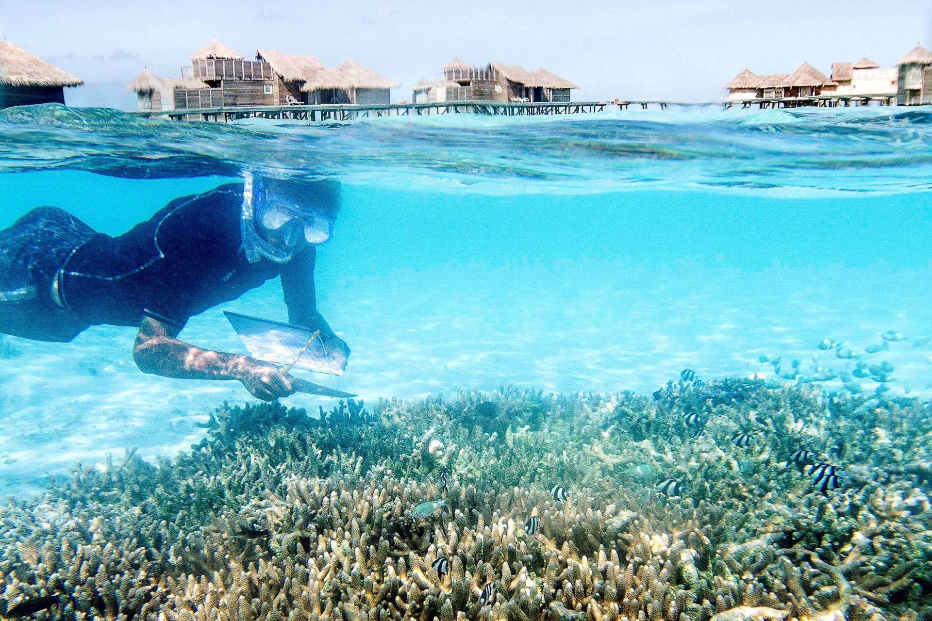 Gili Lankanfushi Maldives 12 