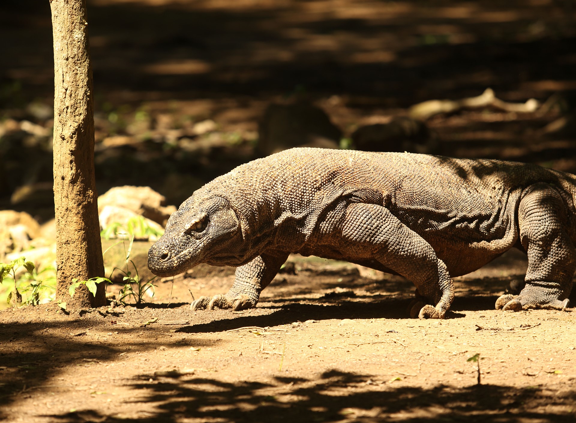Alila Purnama Luxury Sailing Indonesia 9 