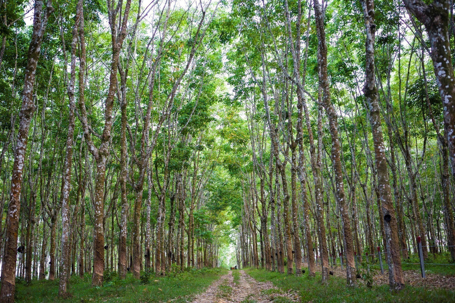 Point Yamu By Como Phuket Thailand 1  (1)