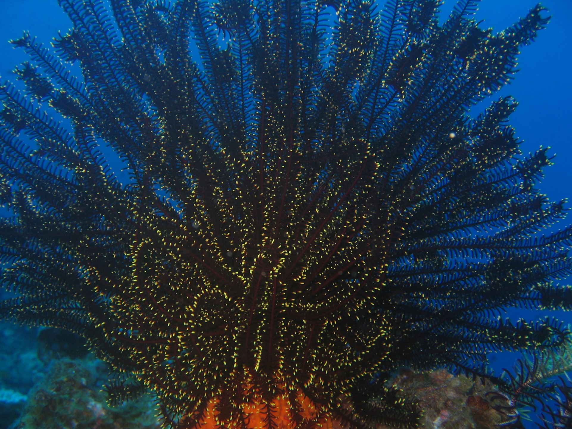 Nihiwatu Lodge Sumba Island Indonesia Ampersand Travel 47 